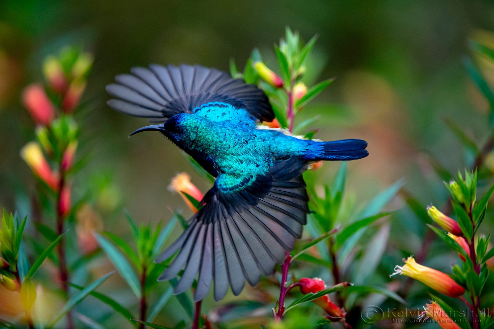 Rwanda Journey: Volcanic Majesty & Cultural Exploration