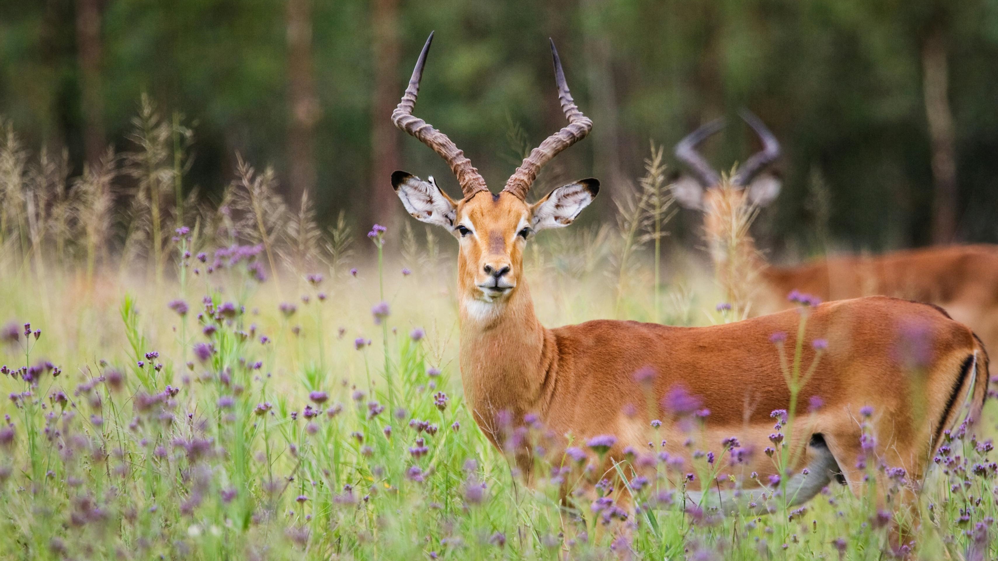 South African Odyssey: 7 Days of Nature and Adventure with Hi2Africa