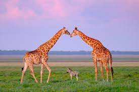 Kenya & Zanzibar Discovery: 10-Day Kenya & Zanzibar Safari Adventure