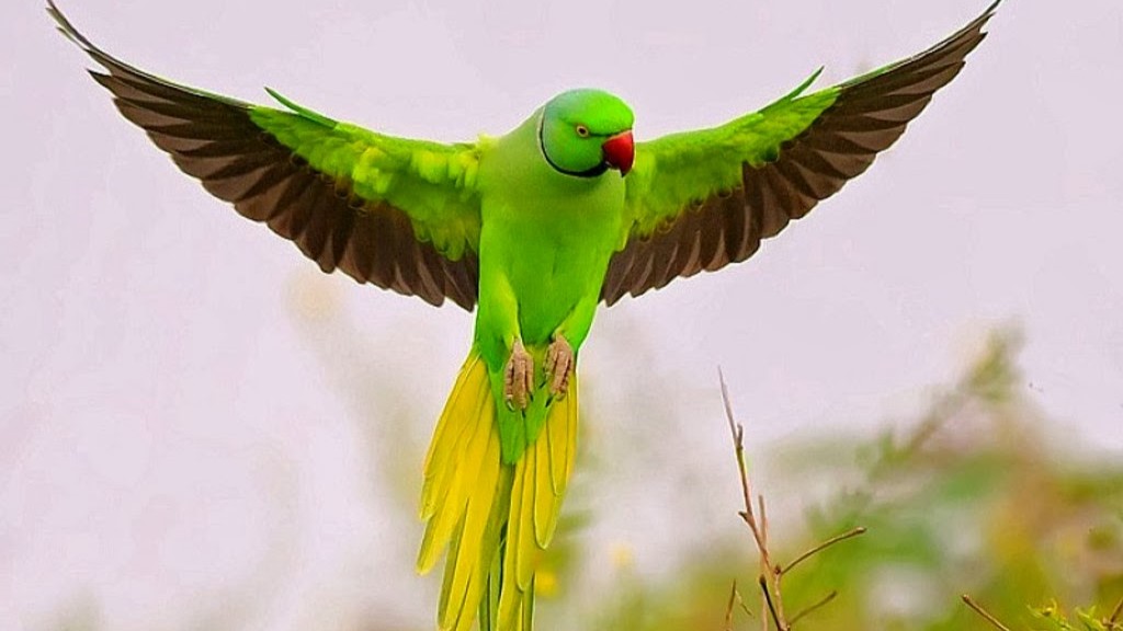 Jewels of East Africa Expedition: 14-Day East African Safari and Beach Retreat with Hi2Africa