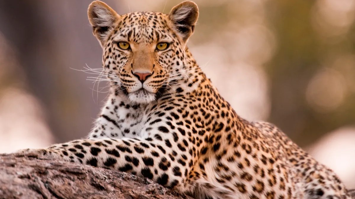 Everything you need to know about traveling to Malawi