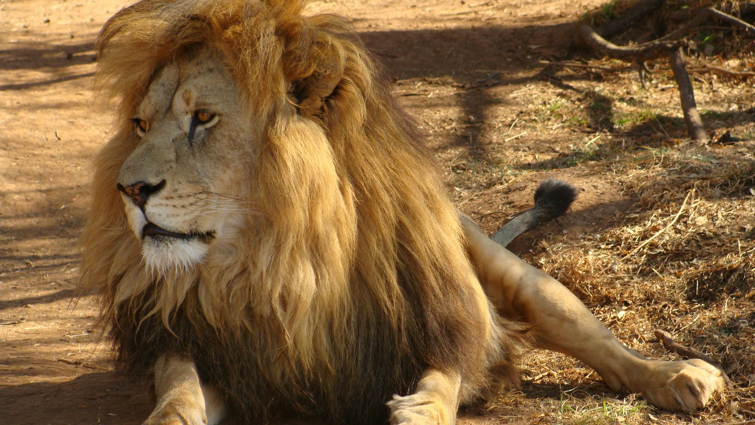 TANZANIA 4DAYS Camping safari Tarangire, Serengeti & Ngorongoro crater(4day&3nights)