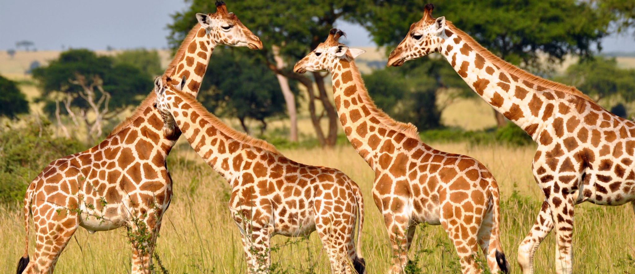 Traveling to Kenya in 2025: The Ultimate Guide