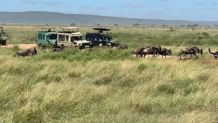 Ultimate Guide to Masai Mara – Wildlife, Safaris and Travel Tips