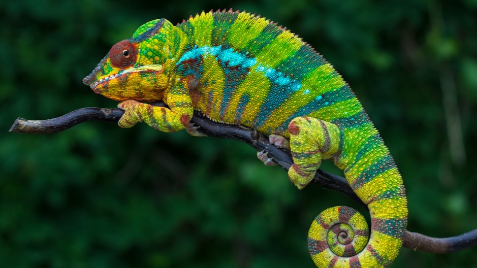 Madagascar Marvels: 10-Day Family Safari Adventure