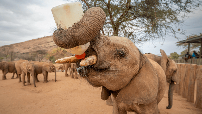 Hidden Gems Of Malawi Adventure :Malawi Safari Bliss