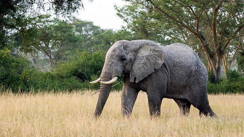 Comprehensive travel guide to Ugandast