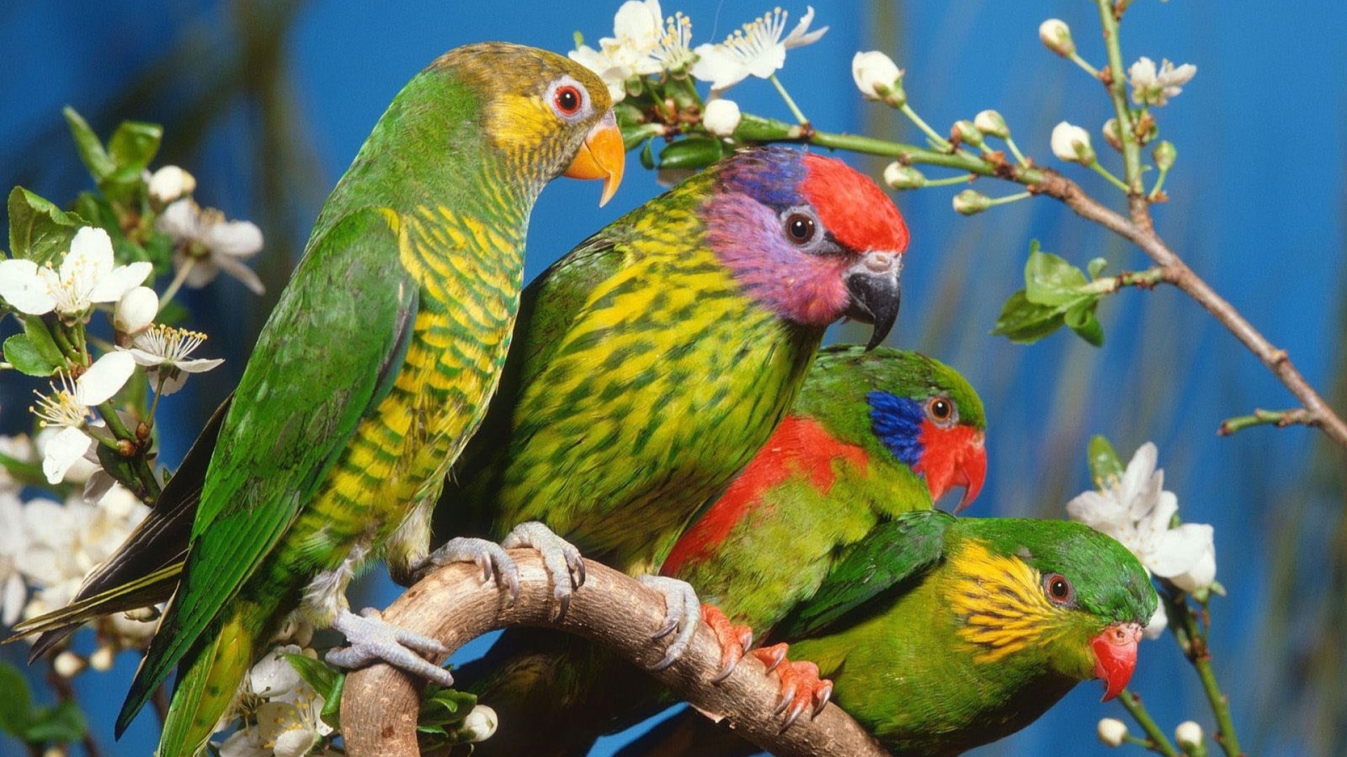 Madagascar Safari Delight:5-Day Madagascar Magic Adventure